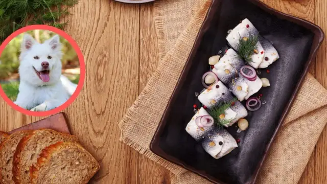 Czy pies może jeść śledzie w occie? Dowiedz się, dlaczego to niebezpieczne.