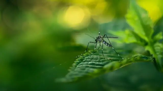 Ile żyje komar: Średnia długość życia komara