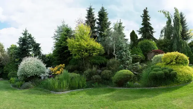 Jakie iglaki do ogrodu wybrać? Najlepsze gatunki i porady