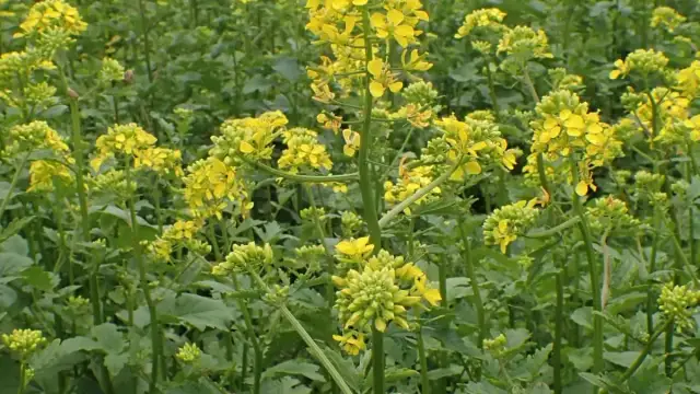 Jak kwitnie gorczyca? Odkryj tajemnice jej pięknych kwiatów