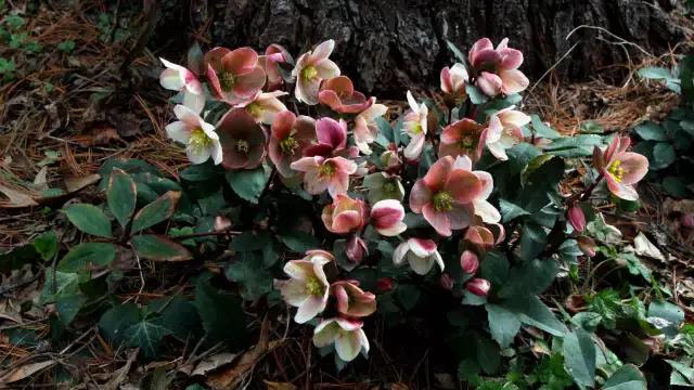 Ciemiernik gdzie sadzić – idealne warunki do zdrowego wzrostu