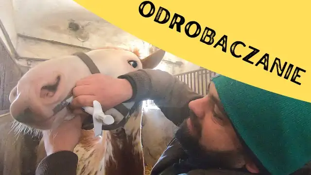 Czy odrobaczanie konia przed jedzeniem jest skuteczne? Kluczowe zasady i porady