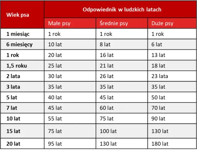 Jak prawidłowo liczyć wiek szczeniaka w dniach i miesiącach - kompletny poradnik