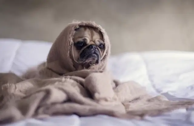 Jak zmniejszyć stres u zwierząt domowych za pomocą naturalnych środków