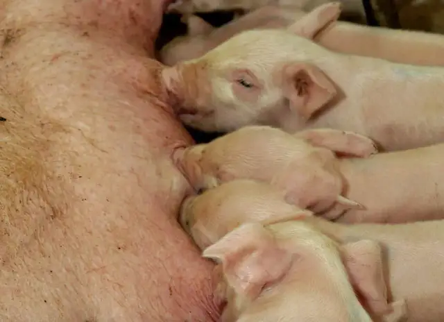 Efektywna hodowla prosiąt do rozrodu - klucz do sukcesu farmy