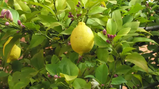 Cada cuánto se riega un limonero para evitar problemas en su cuidado