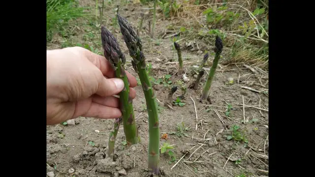 Jak uprawiać szparagi: sekrety sukcesu w ogrodzie bez błędów