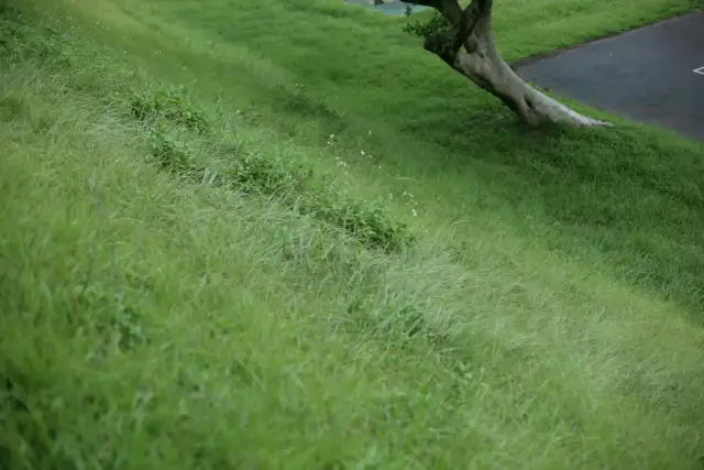 Kratki trawnikowe - idealne rozwiązanie na podjazd i parking przy domu