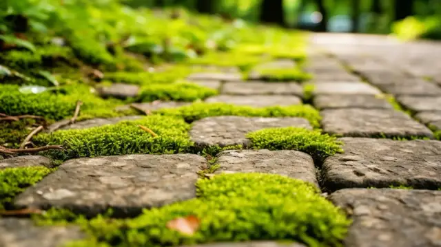 Dlaczego kostka brukowa zielenieje?