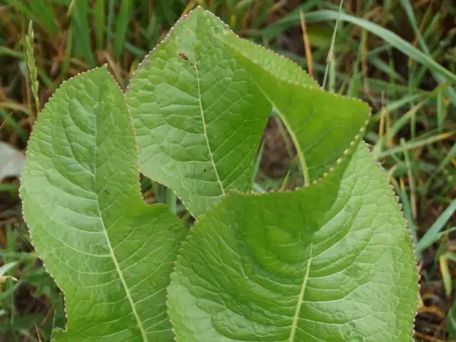Jak uprawiać chrzan - uniknij najczęstszych błędów w pielęgnacji