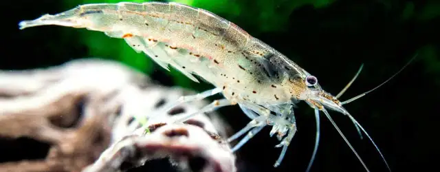 Rybki które czyszczą akwarium - skuteczni pomocnicy w walce z glonami