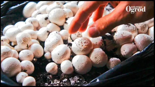 Jak uprawiać pieczarki w domu - proste kroki do sukcesu w hodowli