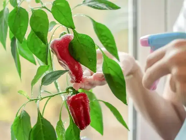 Jak sadzić paprykę w doniczce – uniknij najczęstszych błędów