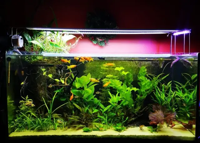 Gupiki: Jaka temperatura wody zapewni zdrowie i długowieczność?