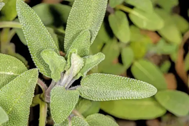 Jak wygląda szałwia ogrodowa? Zaskakujące cechy tej pięknej rośliny