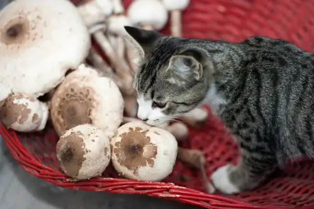 Czy koty mogą jeść pieczarki? Odkryj niebezpieczeństwa dla zdrowia