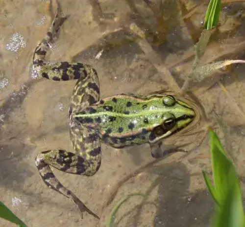 Wie alt werden frösche im teich? Überraschende Fakten zur Lebensdauer