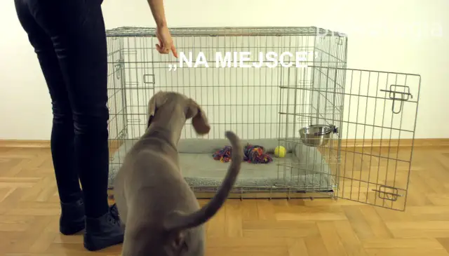 Jak przyzwyczajać psa do klatki: 5 skutecznych metod na sukces