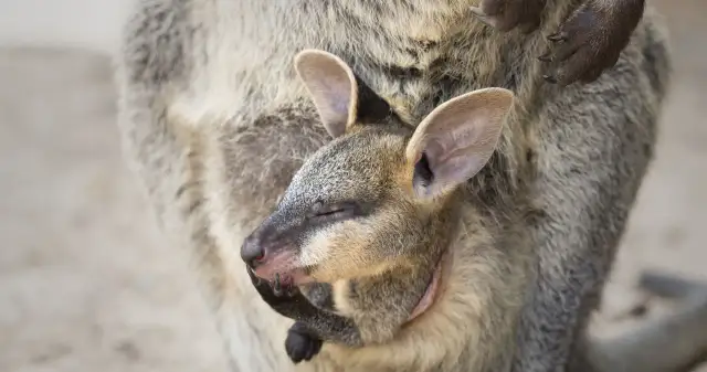 Czy kangury żyją w Afryce? Odkryj prawdę o ich habitatcie