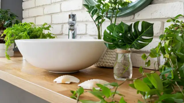 Jakie rośliny do łazienki poprawią atmosferę i ułatwią pielęgnację