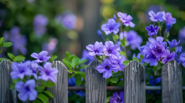 Fioletowe kwiaty ogrodowe: Gatunki i pielęgnacja