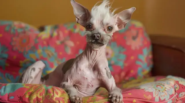 Pies chiński: Jakie ma cechy charakteru i jak się nim opiekować?