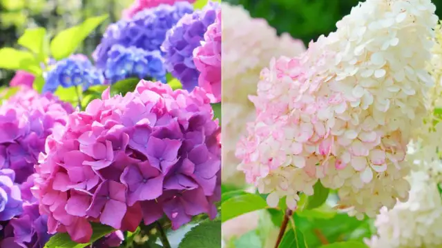 Jak wygląda hortensja ogrodowa? Kolory, kształty i cechy wizualne