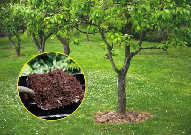 Jak zrobić nawóz z kurzych odchodów, aby rośliny rosły zdrowo i silnie