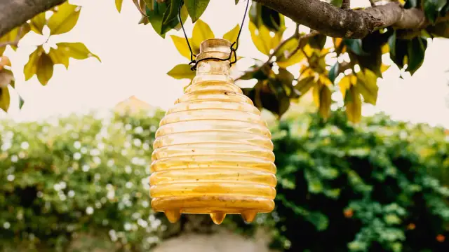 Skuteczne sposoby na osy na tarasie, które naprawdę działają