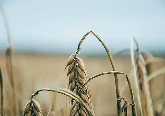 Czy mąkę pszenną można zastąpić orkiszową? Odkryj zdrowe alternatywy