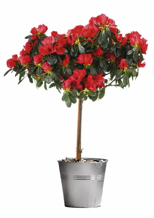 Azalia doniczkowa w ogrodzie: jak przenieść i pielęgnować