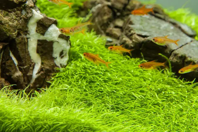 Jaką grzałkę do akwarium wybrać, aby uniknąć problemów z temperaturą?