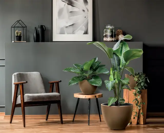 Skrzydłokwiat jaka doniczka – wybierz idealną dla zdrowego wzrostu