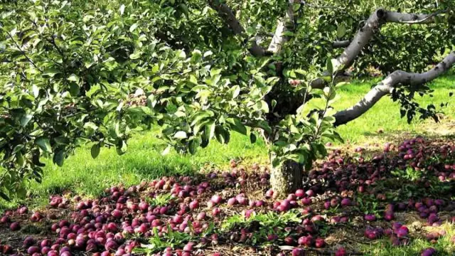 Czy jabłka nadają się na kompost? Oto, co musisz wiedzieć