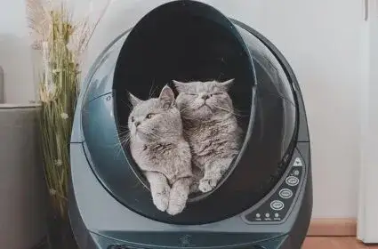 Jak duża powinna być kuweta dla kota, aby zapewnić mu komfort?