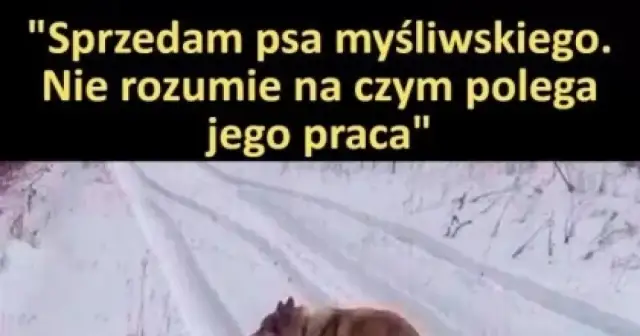 Sprzedam psa myśliwskiego mem – jak skutecznie sprzedać i bawić się