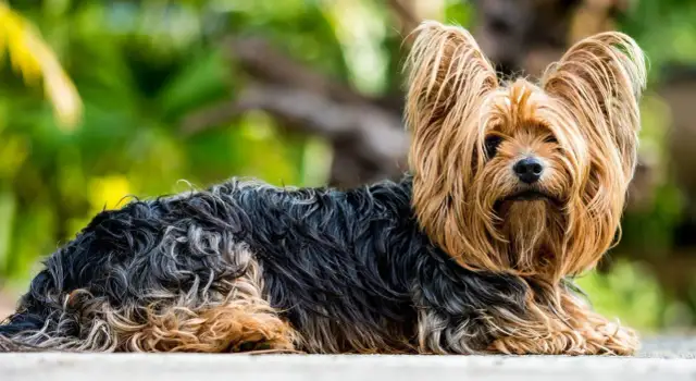 Śmieszne memy york terrier z Podlasia, które rozbawią każdego miłośnika psów