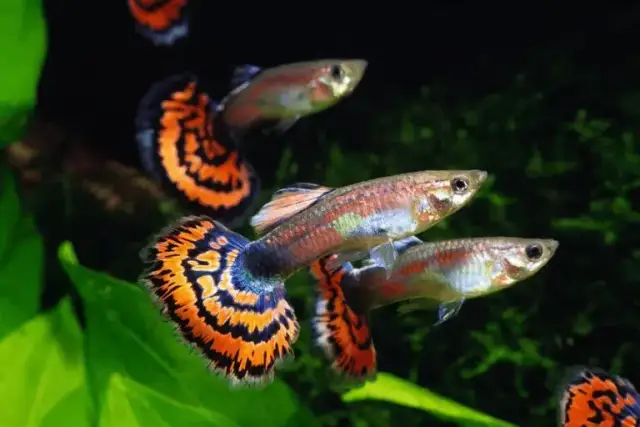 Jak szybko rosną gupiki? Odkryj sekrety ich wzrostu i dojrzałości