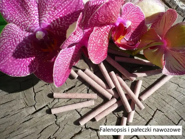 5 kwiatów, które można bezpiecznie podlewać nawozem do storczyków