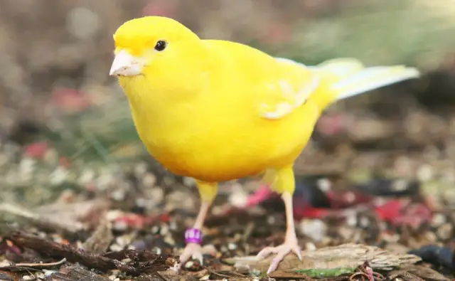 Jak oswoić kanarka – proste sposoby na zbudowanie zaufania