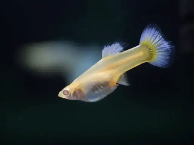 Gupiki z jakimi rybami – unikaj błędów przy doborze towarzyszy