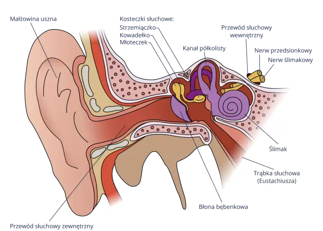 Jak słyszymy: Fascynujący proces odbierania dźwięków przez ucho