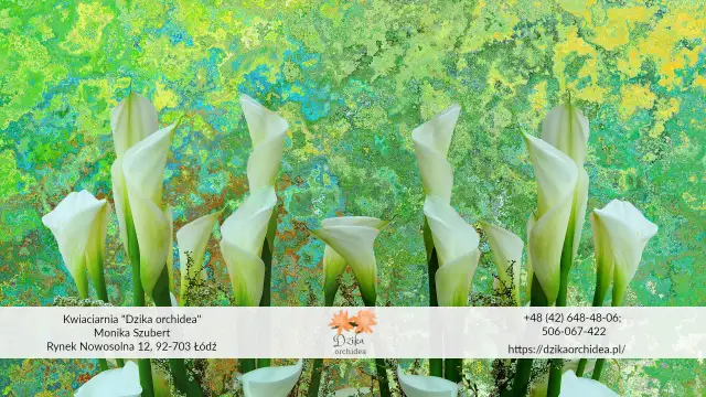 Kiedy sadzić kalie, aby uniknąć błędów i cieszyć się kwiatami