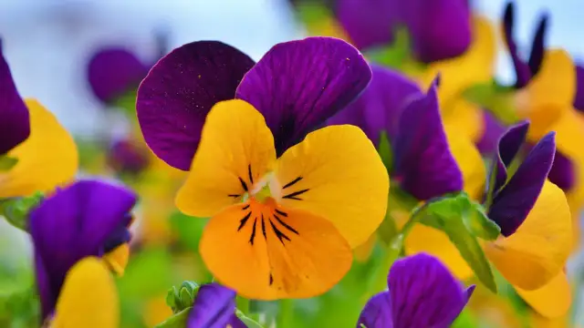 Jak sadzić bratki na balkonie, by uniknąć najczęstszych błędów