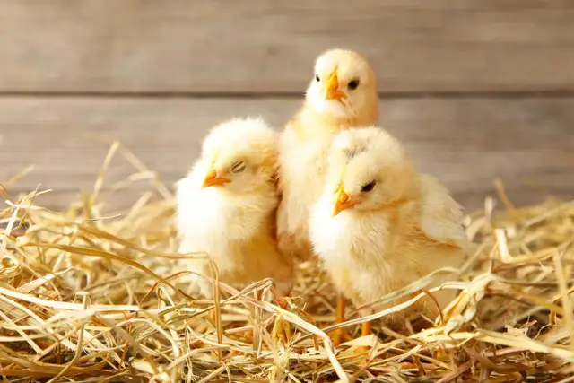 Kiedy wyjąć kurczaki z inkubatora, aby uniknąć błędów w hodowli