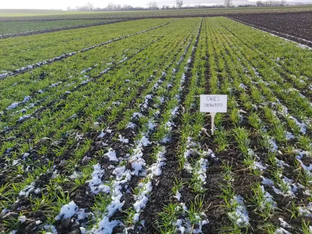 Kiedy siać nawóz na owies, aby uzyskać najlepsze plony?