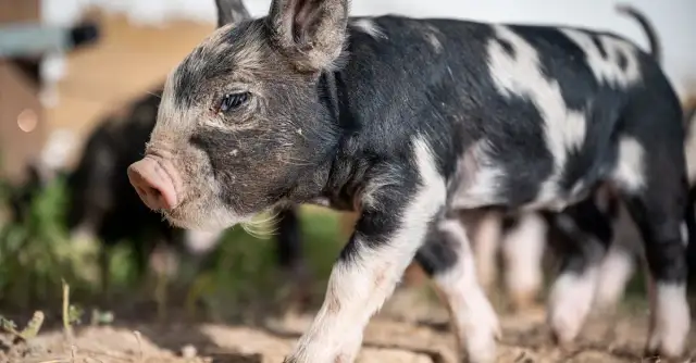Rutka Tartak: Oferta i usługi gminy Rutka Tartak – co warto wiedzieć?