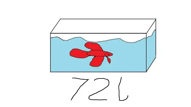 Jakie rybki do akwarium 72l – uniknij najczęstszych błędów w doborze