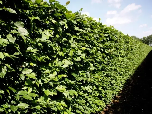 Ile rośnie żywopłot? Odkryj zaskakujące tempo wzrostu różnych gatunków