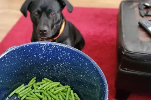 Czy pies może jeść fasolkę szparagową i jak to wpłynie na jego zdrowie?